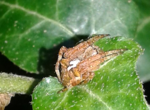 Araneidae : Araneus sp.?  S, Araneus angulatus